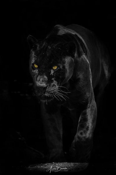 Zwarte Jaguar van Design Wall Arts