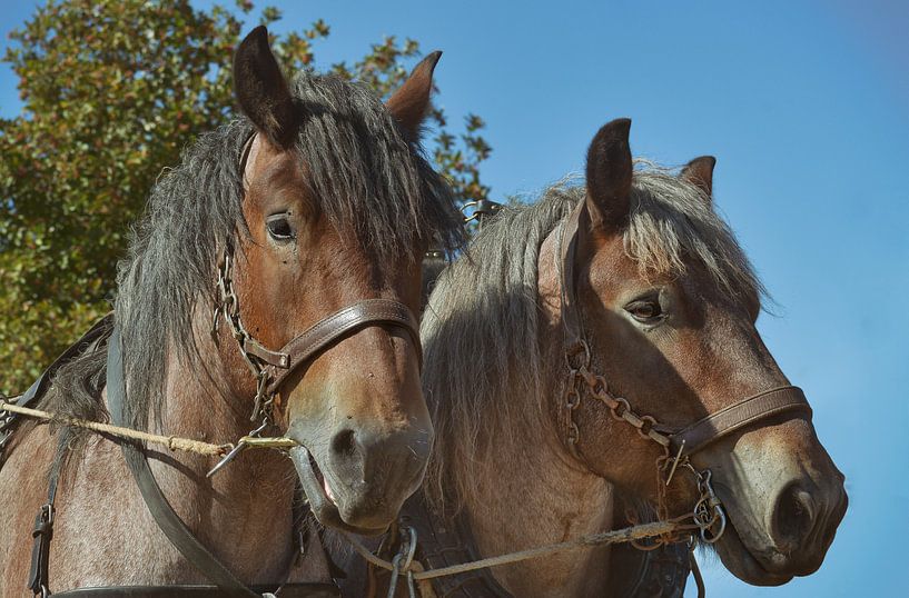 two horses by Dieter Beselt