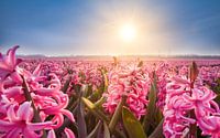 Hyacinths on the bulb fields in the spring