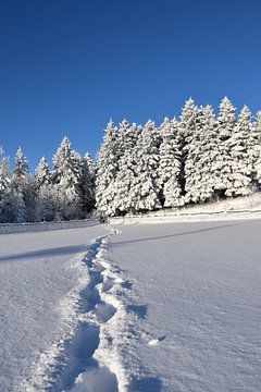 Voetafdrukken in de sneeuw van Claude Laprise
