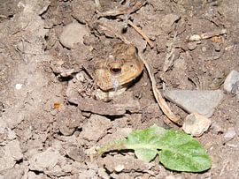 kikker by Mirjam van Ginkel