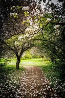 Magnoliahaag