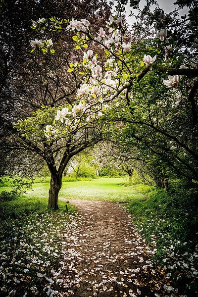 Magnoliahaag by Janny Kanters
