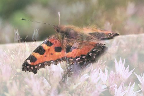 Butterfly resting on pink flowers