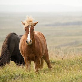 Isländische Ponys von Paul Barendregt