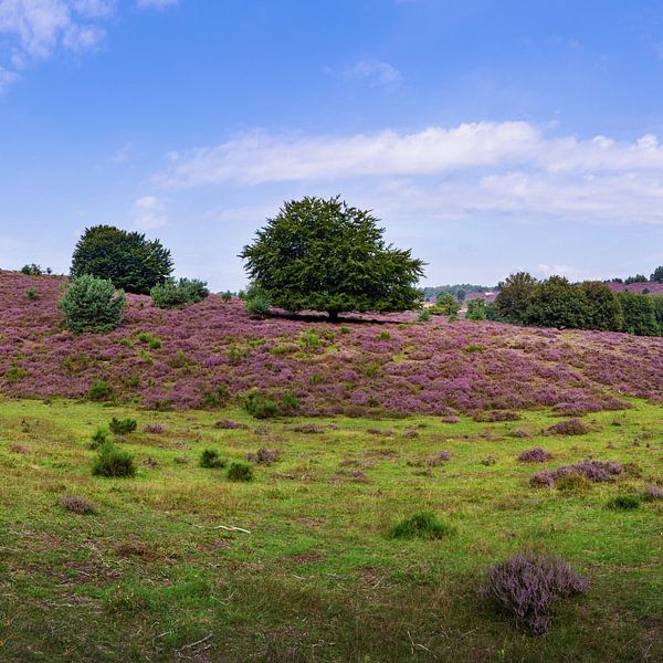 Posbank | Veluwezoom | Lila Heide mit Baum | Wandkreis von Ricardo Bouman Fotografie