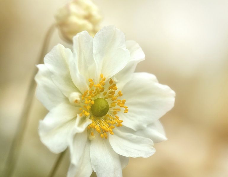 White flower in sunlight by IntoCircles