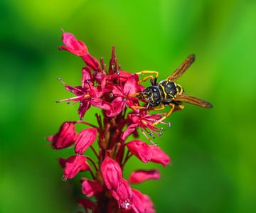 Macro van een wesp op een bloem van rode duizendknoop van ManfredFotos
