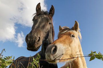 Paarden koppel, hengst en merrie van Peter Beks