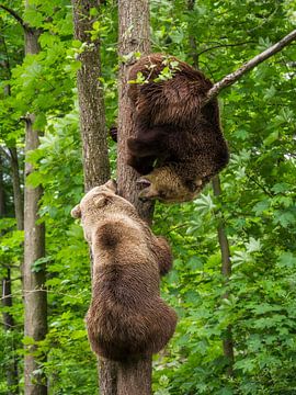 Bears game by Mart Houtman