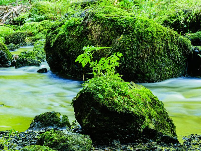 Felsen mit Moos im Triebtal Vogtland von Animaflora PicsStock