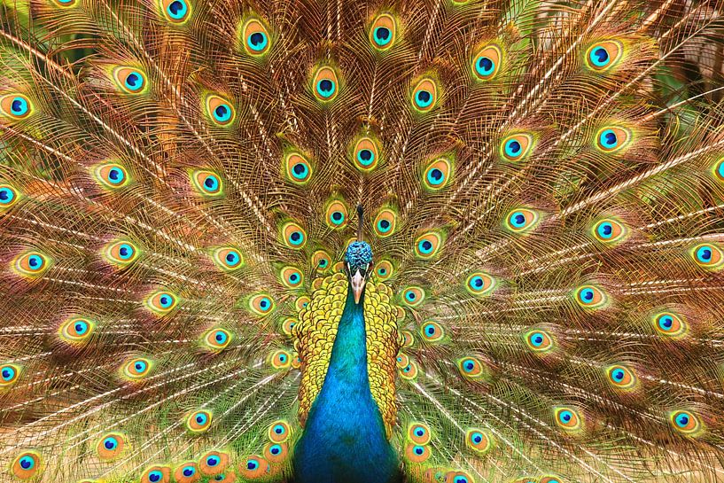 Peacock with feathers spread out by Patricia Hofmeester