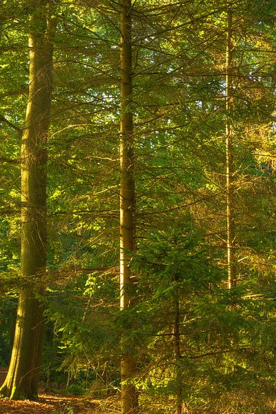 Sunrise in the forest (Groningen- Netherlands) by Marcel Kerdijk
