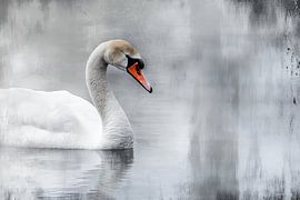 cygne
