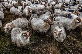 Schapen in Dwingelenderveld van Willem Woudenberg / Photobywim