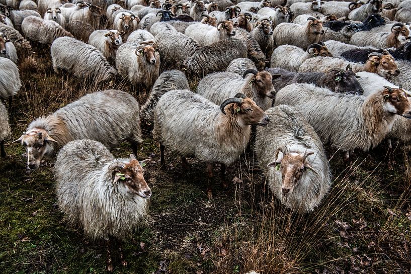 Moutons dans le Dwingelenderveld par Willem Woudenberg / Photobywim