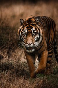 tigre