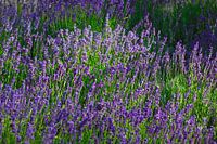 Veld van lavendel