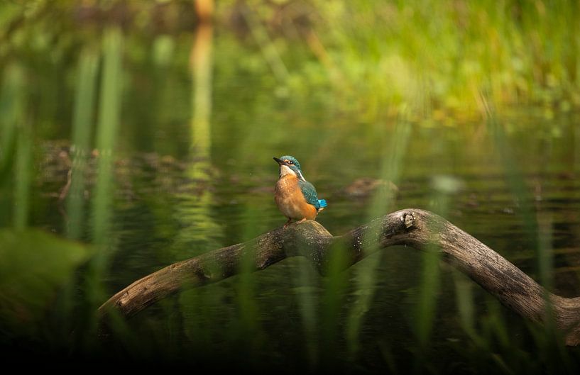 Kingfisher in nature by Tanja van Beuningen