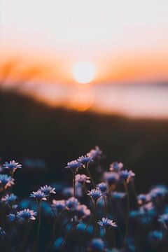 Flowers By Sunset No 1 by Treechild