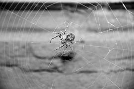 Spider sur Selma Hamzic