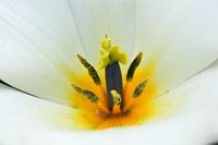 Blüte weiß und gelb