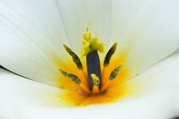 Fleur blanche et jaune sur Wendy van Cuijk