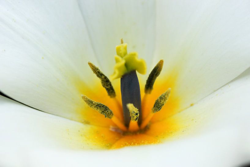 Blüte weiß und gelb von Wendy van Cuijk