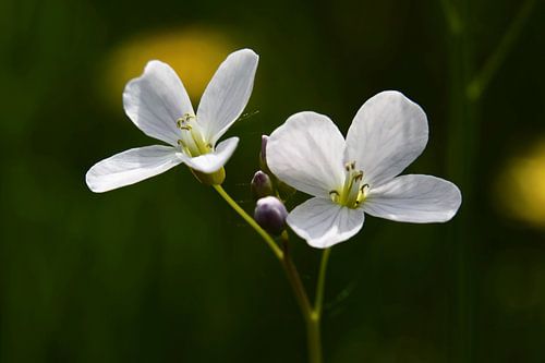 Twee Pinksterbloemen