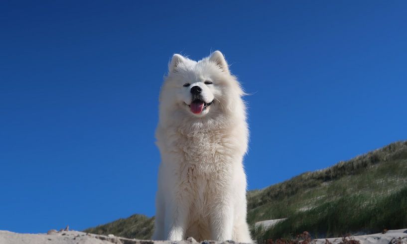 Samoyed by Bo Valentino