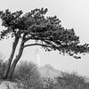 Hiddensee-Nebel am Leuchtturm und der alten Kiefer von Jürgen Schmittdiel Photography