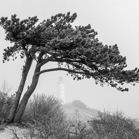 Hiddensee mist bij de Luchtturm en de oude pijnboom van Jürgen Schmittdiel Photography