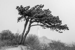Hiddensee-Nebel am Leuchtturm und der alten Kiefer