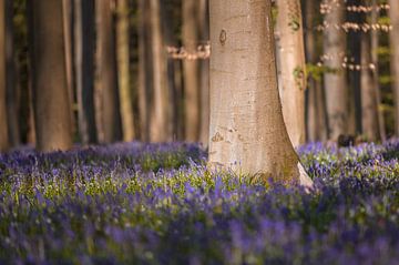 Blue carpet by Peter Deschepper