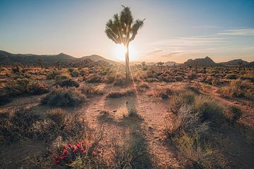 Woestijnbloemen van Loris Photography