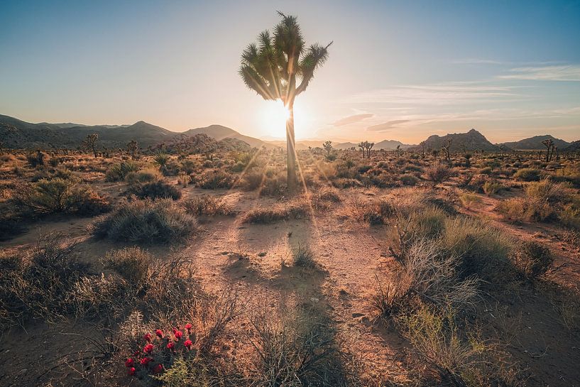 Desert flowers by Loris Photography