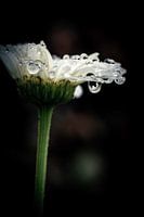 Teardrop von Blume