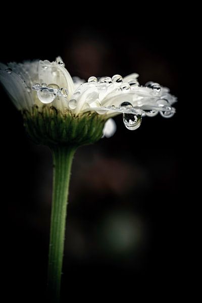 Teardrop von Blume von Marc Houter