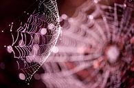 Webbing - Spinnennetz im Moor von Andrea Gulickx Miniaturansicht
