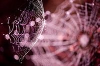 Webbing - spinnenweb op de hei