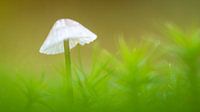 White Mushroom by Hans van der Grient thumbnail