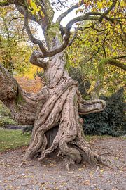 KONZEPT HERBST : DER BAUMSTAMM von Photoart-Naegele