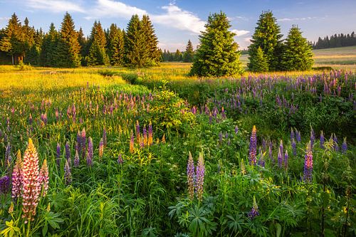 Morning atmosphere in the Erzgebirge meadows