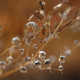 The world upside down by Angelique Raaijmakers