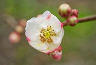 Roze en witte kweepeerbloem met knoppen van Iris Holzer Richardson thumbnail