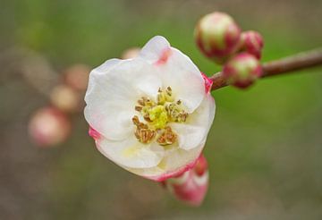 Roze en witte kweepeerbloem met knoppen van Iris Holzer Richardson