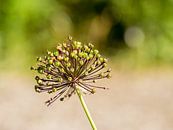 Allium van Diane van Veen thumbnail