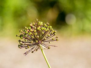 Allium