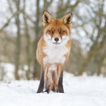 Rode vos in de sneeuw