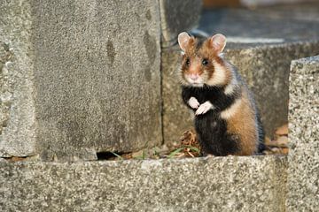 Wilde Hamster op steen van Rick van der Weijde